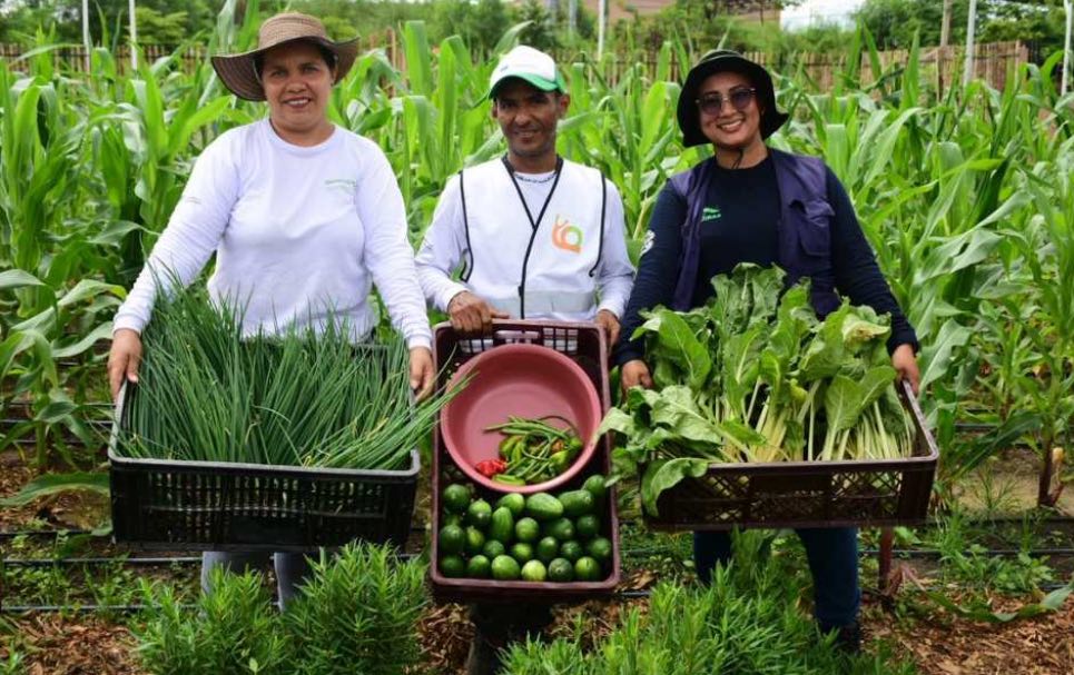 En las Gardenias en Barranquilla se recogen los primeros frutos de la Huerta comunitaria