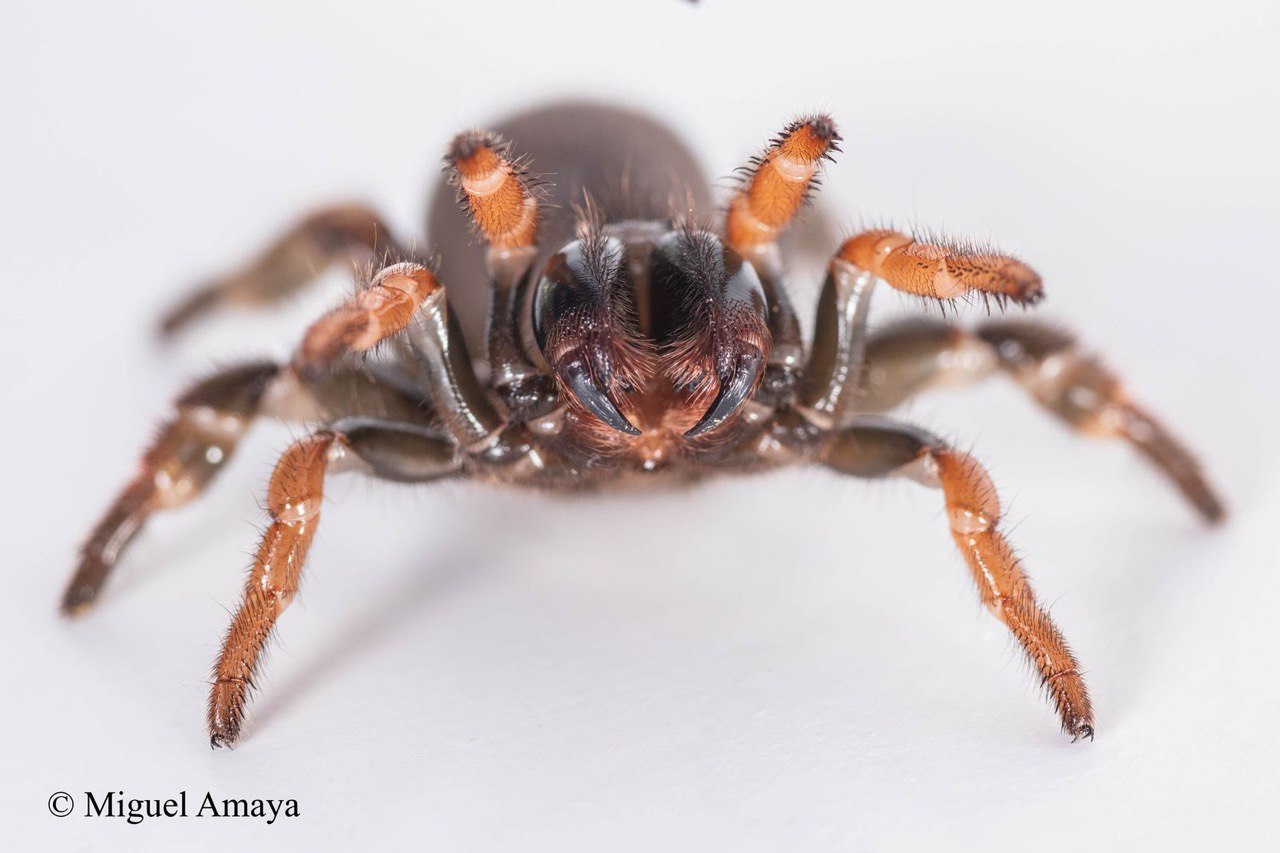 Descubren nueva araña
